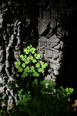 Yazın yeşil bitkileri kapat