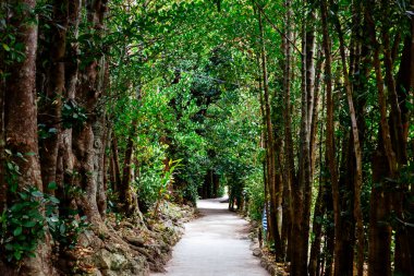 Fukugi Ağacı Okinawa 'da sıralanmış yol