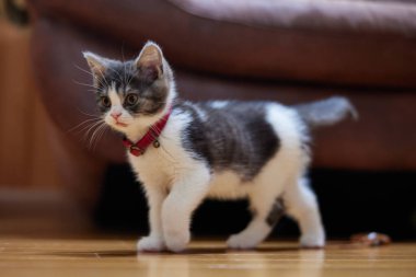 Japonya 'da yürüyen sevimli bir kedi yavrusu.