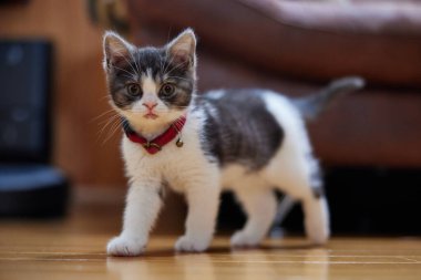 Japonya 'da yürüyen sevimli bir kedi yavrusu.