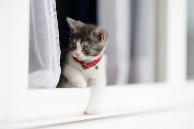 Pencereden dışarı bakan kedi yavrusu