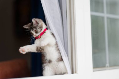 Pencereden dışarı bakan kedi yavrusu