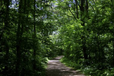  Yeşil ormandaki patikalar