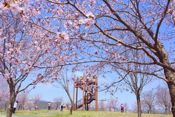 stock image cherry blossoms in nakasatunai hokkaido