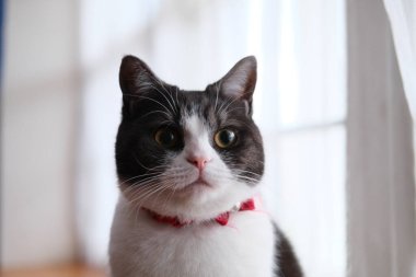 Cat çehresini yakın çekim