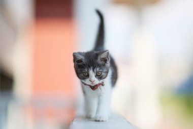 Japonya 'da yürüyen sevimli bir kedi yavrusu.