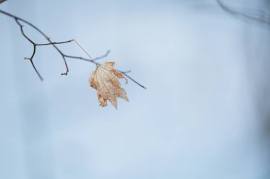 Kış Hokkaido 'da ölü dal