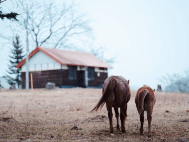 Dosanko atı kış otlağında
