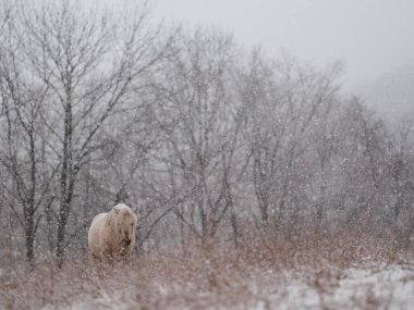 Dosanko atı kış otlağında