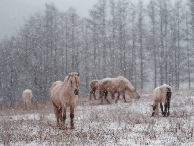 Dosanko atı kış otlağında