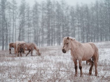 Dosanko atı kış otlağında