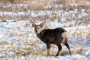 Japonya 'daki Hokkaido Geyiği