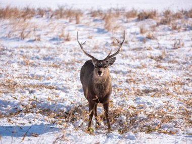 Japonya 'daki Hokkaido Geyiği