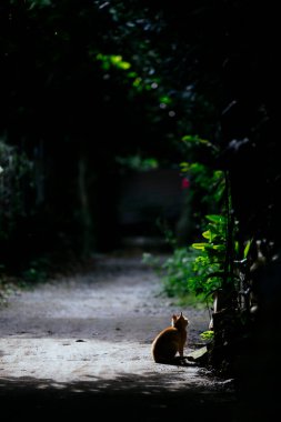 Okinawa 'daki yıldızlı kedi.