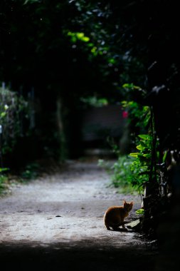 Okinawa 'daki yıldızlı kedi.