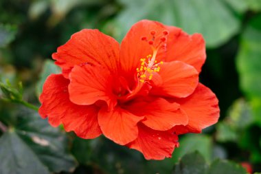 Hibiscus şehir bölgesinde çiçek açıyor.