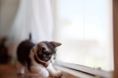 Pencerenin yanındaki sevimli kedi yavrusu.