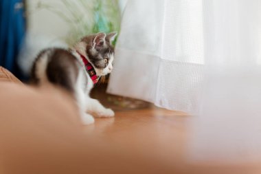 Pencerenin yanındaki sevimli kedi yavrusu.