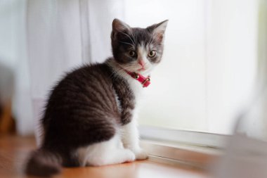 Pencerenin yanındaki sevimli kedi yavrusu.
