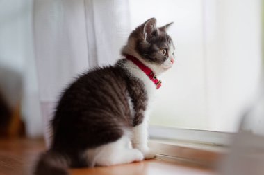 Pencerenin yanındaki sevimli kedi yavrusu.