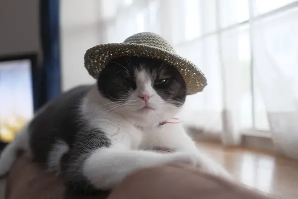 stock image cat wearing a straw hat