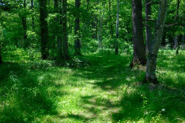 Yazın yeşil orman Hokkaido