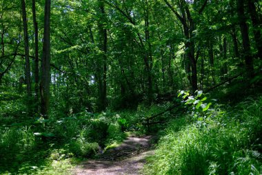 Yazın yeşil orman Hokkaido