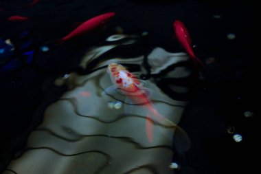 Kara gölde küçük bir balık.