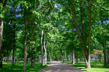 Yeşil ormandaki patikalar