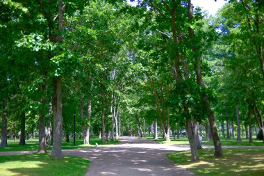 Yeşil ormandaki patikalar