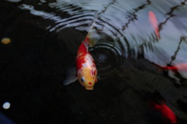 Kara gölde küçük bir balık.