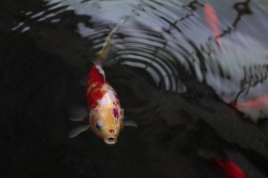 Kara gölde küçük bir balık.