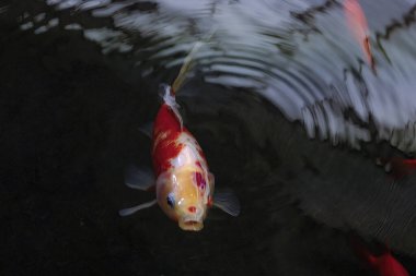 Kara gölde küçük bir balık.