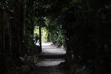 Fukugi Ağacı Okinawa 'da sıralanmış yol