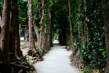 Fukugi Ağacı Okinawa 'da sıralanmış yol