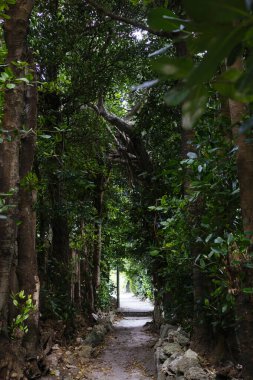Fukugi Ağacı Okinawa 'da sıralanmış yol