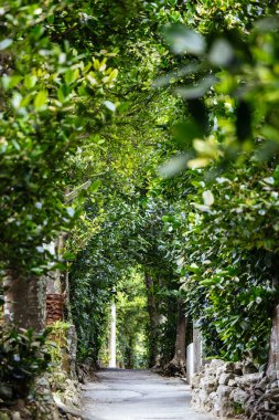 Fukugi tree lined road in Okinawa clipart