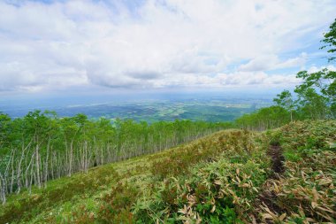 mountain forest in summer hokkaido clipart