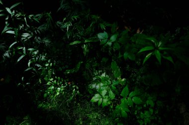 yeşil çimenler yaz bahçesinde 