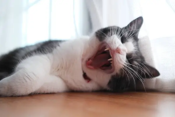 Stock image cat yawning face in house