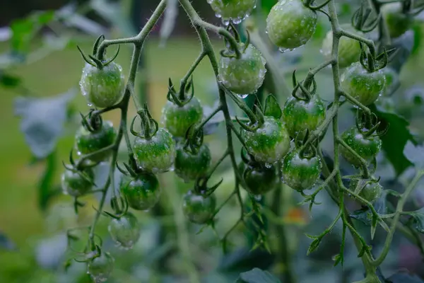 stock image mini tomato in summer garden