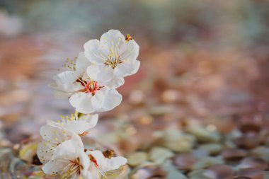 Kiraz çiçeği yapraklarını kapat.