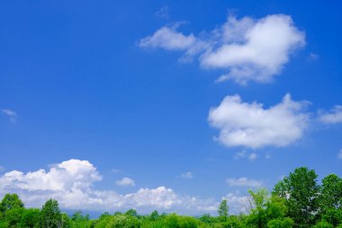 Mavi gökyüzü ve yeşil ağaç