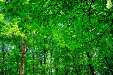 Yazın yeşil orman Hokkaido 