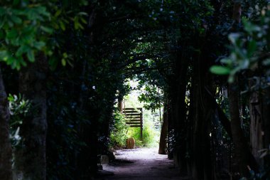 Fukugi tree lined road in Okinawa clipart