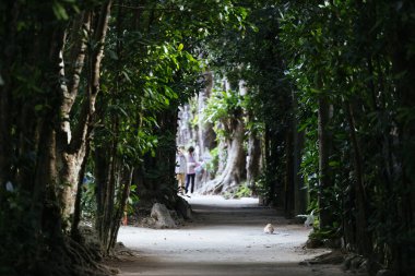 Fukugi Ağacı Okinawa 'da sıralanmış yol