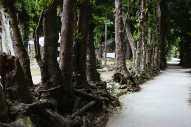 Fukugi Ağacı Okinawa 'da sıralanmış yol