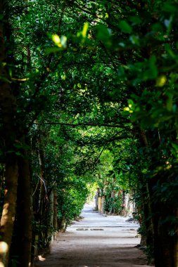 Fukugi tree lined road in Okinawa clipart