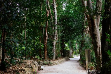 Fukugi Ağacı Okinawa 'da sıralanmış yol