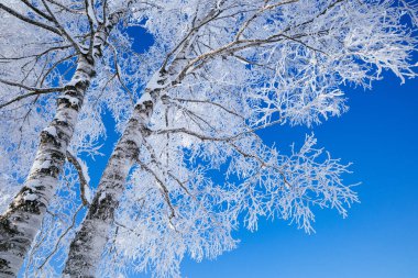 Buz kaplı ağaç ve mavi gökyüzü
